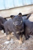 Лот: 6467886. Фото: 2. Щенята. Животные и уход
