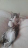 Лот: 7992261. Фото: 5. Котята