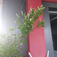 Лот: 25736875. Фото: 2. мандариновое дерево. Комнатные растения и уход