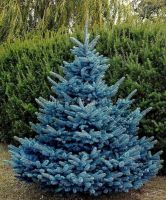 Лот: 9874201. Фото: 4. Голубая ель (Picea pungens). Красноярск