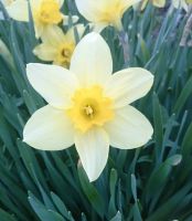 Лот: 12145172. Фото: 2. Нарциссы смесь белый жёлтый кремовый... Семена, рассада, садовые растения