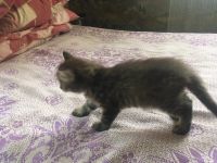 Лот: 11795622. Фото: 5. Котик в хорошие руки.