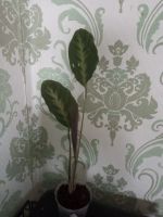 Лот: 19347370. Фото: 2. Калатея Calathea louisae cv... Комнатные растения и уход