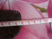 Лот: 7122832. Фото: 4. ботинки р.16 весна-осень. Красноярск