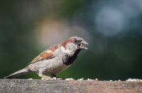 Лот: 4392823. Фото: 4. Фотоаппарат nikon d7000. Красноярск