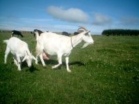 Лот: 4616677. Фото: 2. Сыр козий на заказ и в наличии. Продукты