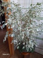 Лот: 14778467. Фото: 2. Фикус бенджамина Старлайт. Комнатные растения и уход