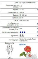 Лот: 13032623. Фото: 2. Роза Рапсоди ин блю - Rhapsody... Семена, рассада, садовые растения