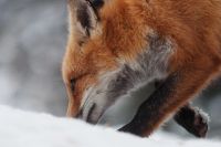 Лот: 10371072. Фото: 4. Tamron 70-300 macro