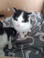 Лот: 25807083. Фото: 6. Котёнок
