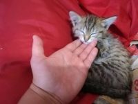 Лот: 14484615. Фото: 2. Котенок. В добрые руки. Животные и уход