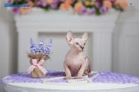 Лот: 6056657. Фото: 6. Срочно малыши Канадского сфинкса...