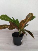 Лот: 25548499. Фото: 4. Кротон. Красноярск