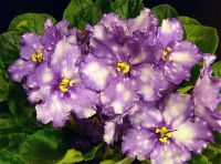 Лот: 4988268. Фото: 3. Фиалка Storm’s Eye, лист. Растения и животные