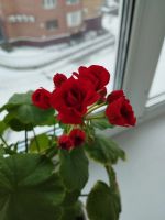 Лот: 20182834. Фото: 2. Цветок Пеларгония герань розебудная... Комнатные растения и уход