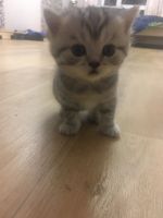 Лот: 16411810. Фото: 4. Котята шотландские. Красноярск