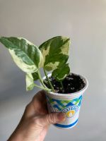 Лот: 9625633. Фото: 2. Сциндапсус Джой. Комнатные растения и уход