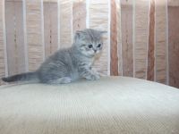 Лот: 7306216. Фото: 3. Шотландская прямоухая девчуля. Растения и животные