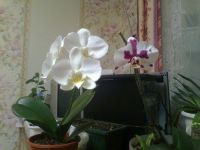Лот: 6733342. Фото: 2. фаленопсис белый..сейчас не цветет. Комнатные растения и уход