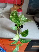 Лот: 25886710. Фото: 2. Сциндапсус Золотой крокодил. Комнатные растения и уход