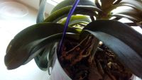 Лот: 12532201. Фото: 2. Орхидея .детка Обмен. Комнатные растения и уход