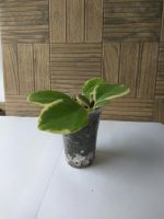 Лот: 11500791. Фото: 2. хойя (Hoya Australis albomarginata... Комнатные растения и уход