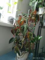 Лот: 17558970. Фото: 5. Филодендрон сканденс