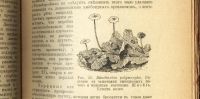 Лот: 16912887. Фото: 11. Доктор. Р. Гимм. Низшие растения...