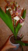 Лот: 6392282. Фото: 4. орхидея (камбрия) отцветает. Красноярск