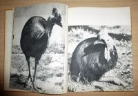 Лот: 17127857. Фото: 3. Пухальский Влодзимеж. Птицы дальних... Литература, книги