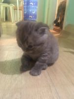 Лот: 16411810. Фото: 2. Котята шотландские. Животные и уход