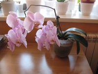 Лот: 15824980. Фото: 2. Фаленопсис (Орхидея ) нежно сиреневые... Комнатные растения и уход