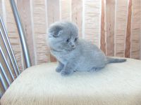Лот: 7306263. Фото: 4. Шотландский вислоухий мальчуган. Красноярск
