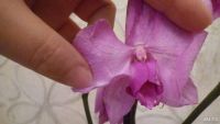 Лот: 8687335. Фото: 2. орхидея фаленопсис (отцвела)F9. Комнатные растения и уход