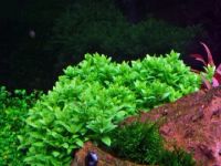 Лот: 6972689. Фото: 2. Стаурогин (Staurogyne repens). Аквариумистика