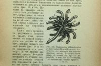 Лот: 16912887. Фото: 9. Доктор. Р. Гимм. Низшие растения...