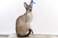 Лот: 15126354. Фото: 3. Котята корниш-рекс. Растения и животные