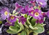 Лот: 1826914. Фото: 7. Примулы