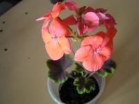 Лот: 2956451. Фото: 2. Пеларгония "Черный бархат" с лососевыми... Комнатные растения и уход