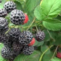 Лот: 25438458. Фото: 2. Малина черная Кумберленд. Семена, рассада, садовые растения