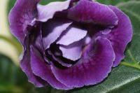 Лот: 4155295. Фото: 3. Глоксиния крупная (цена за цветущее... Растения и животные