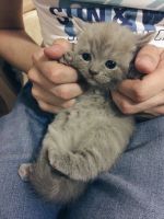 Лот: 9607462. Фото: 2. Котята породы Скоттиш-фолд (Шотланские... Животные и уход