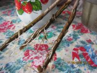 Лот: 11571258. Фото: 2. полынь божье дерево. Семена, рассада, садовые растения