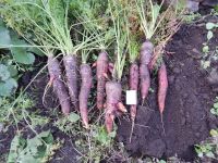 Лот: 2458131. Фото: 7. Фиолетовая морковь. Семена.