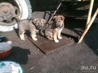 Лот: 9591634. Фото: 3. Верные друзья ищут дом!. Растения и животные