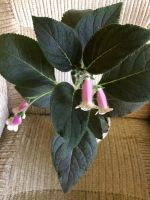 Лот: 9883936. Фото: 5. Колерия Jardin de Monet взрослое...