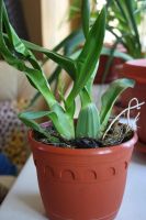 Лот: 3535206. Фото: 3. Орхидея онцидиум с цветоносом. Растения и животные