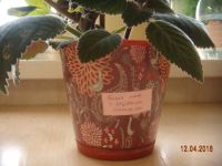 Лот: 7330411. Фото: 3. Глоксиния с бутонами махровая... Растения и животные