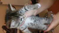 Лот: 12476898. Фото: 2. Отдам симпатичного котенка. Животные и уход