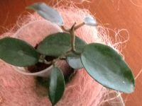 Лот: 3134501. Фото: 2. Хойя.Hoya cv.Wat Doi Tung. Комнатные растения и уход